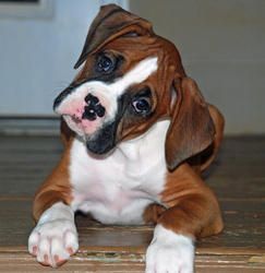 Beautiful Male and Female Boxer Puppies