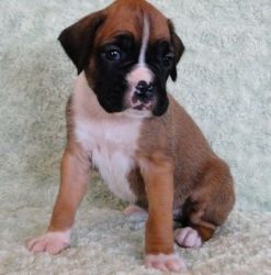Awesome Male/Female Boxer Puppies