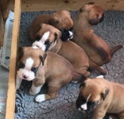 Active And Healthy Boxer Puppies Avaialable