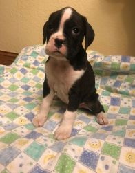 Male and Female Boxer puppies
