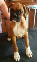 Astonished Boxer puppies for sale.