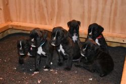AKC male and Female Boxer puppies