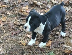 Gorgeous Boxer Puppies For Sale.