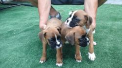 Boxer Puppies(xxx) xxx-xxx3