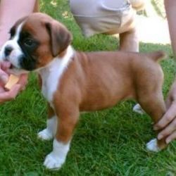 Beautiful /handsome Boxer Puppies available