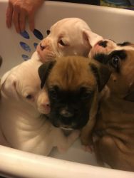 Boxer Puppies available 2/19/18