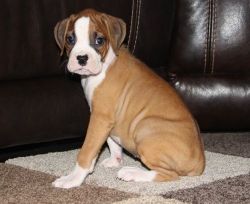Adorable Boxer puppies for sale