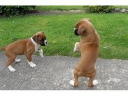 Boxer pups.