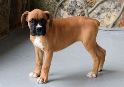 Beautiful Boxer puppies! 2 males and 3 female