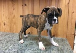 Excellent Trained Boxer Puppies