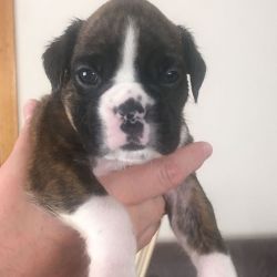 Bob Tail And Tailed Boxer Pups