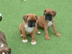 Beautiful Boxer Pups Needing Forever Loving Homes