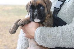 3 adorable maleand female akc registered boxer puppies for sale