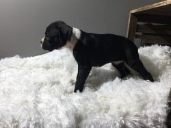 Akc male and female boxer puppies