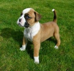 Highly Intelligent Boxer puppies