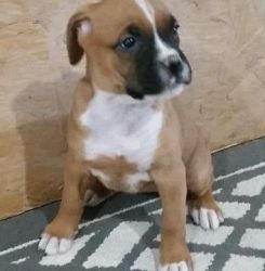 Pure Breed Boxer Euro puppies