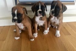 Amazing Boxer Puppies Available