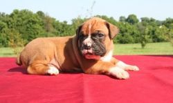Male and Female Boxer puppies for adoption