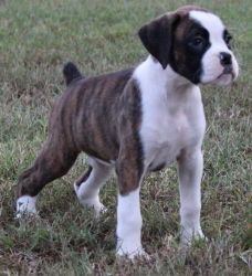 Lovely Boxer Puppies Ready