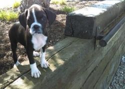 AKC registered Boxer Puppies For Sale