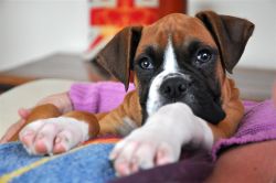 Bindle boxers puppies for sale