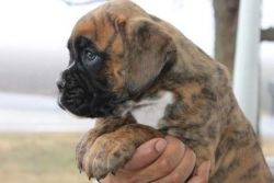 Boxer pupppies ready to go