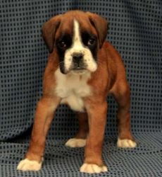 Beautiful Boxer puppies looking for rehoming.