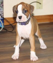 Healthy Home Raised Full AKC Boxer Puppies