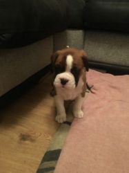 boxer for sale