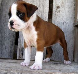 Adorable Boxer puppies for Sale