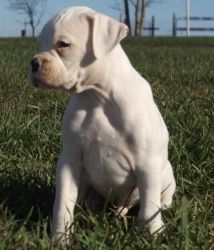 Healthy Boxer Puppies For Sale.