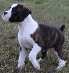 Nice and Healthy Boxer Puppies Available