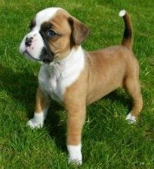 Friendly Boxer Puppies Available