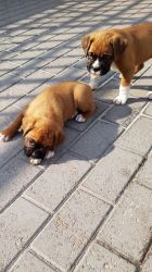 Bobtail/long Tail Boxer Puppies