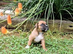 AKC Boxer Puppy - Male - Cabela