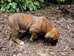 AKC Boxer Puppy - Male - Zeus