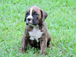 AKC Boxer Puppy - Female - Meela