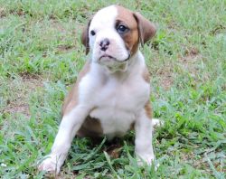 AKC Boxer Puppy - Female - Roxanne