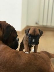 Beautiful Boxer Pups