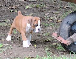 AKC Boxer Puppy For Sale - Males - Jackson