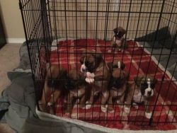 Akc registered boxer puppies male&female