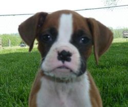 Two nopw aavailable Red and White Boxer Puppies