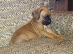 Fawn Male Boxer Puppy
