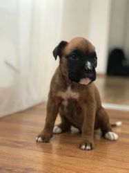 Boxer Puppy's Ready To Go In 6 Weeks Excellent