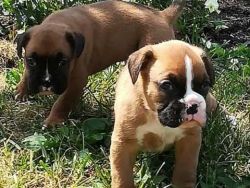 Beautiful AKC Registered Boxer Puppies