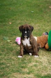 5 Star Home Needed,Pedigree Boxer Puppies