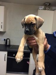 Beautiful Boxer Bobtail/tailed Puppies For Sale
