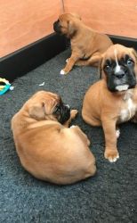 AKC registered male and female Boxer