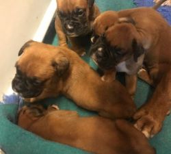 Boxer Puppies And Int Ch Pedigree