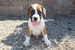 CHICO (AKC REGISTERED) - BOXER PUPPY
